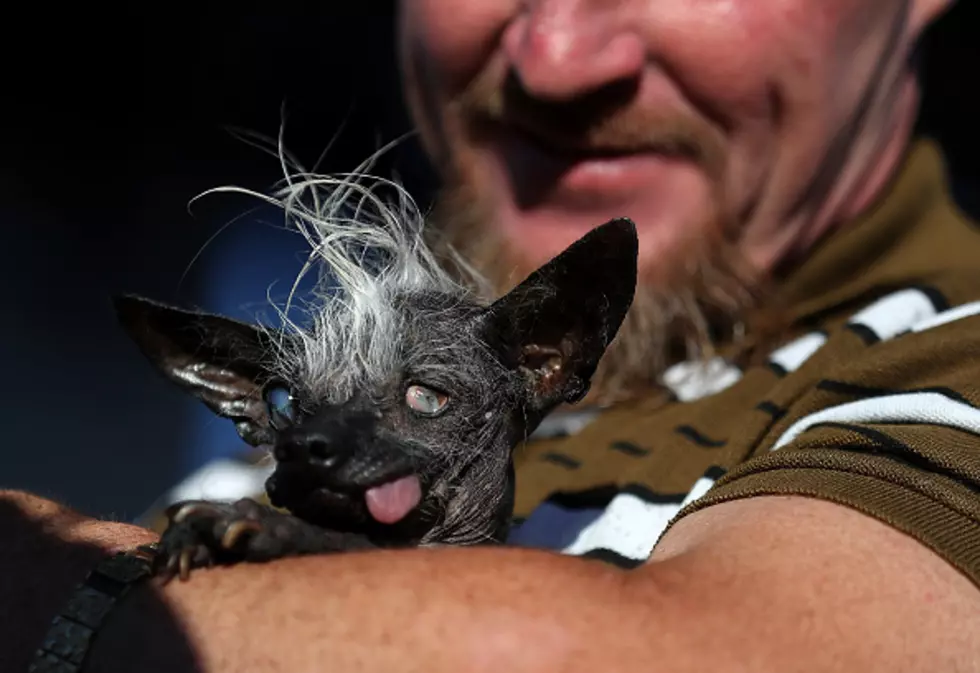 2016 World&#8217;s Ugliest Dog is a Blind Chihuahua with a Mohawk