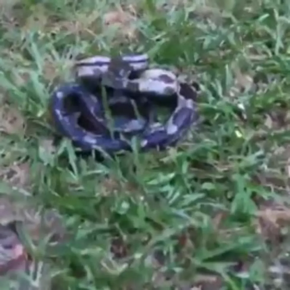 Woman Unknowingly Comes Inches Away From Being Bitten By Poisonous Snake [Video]