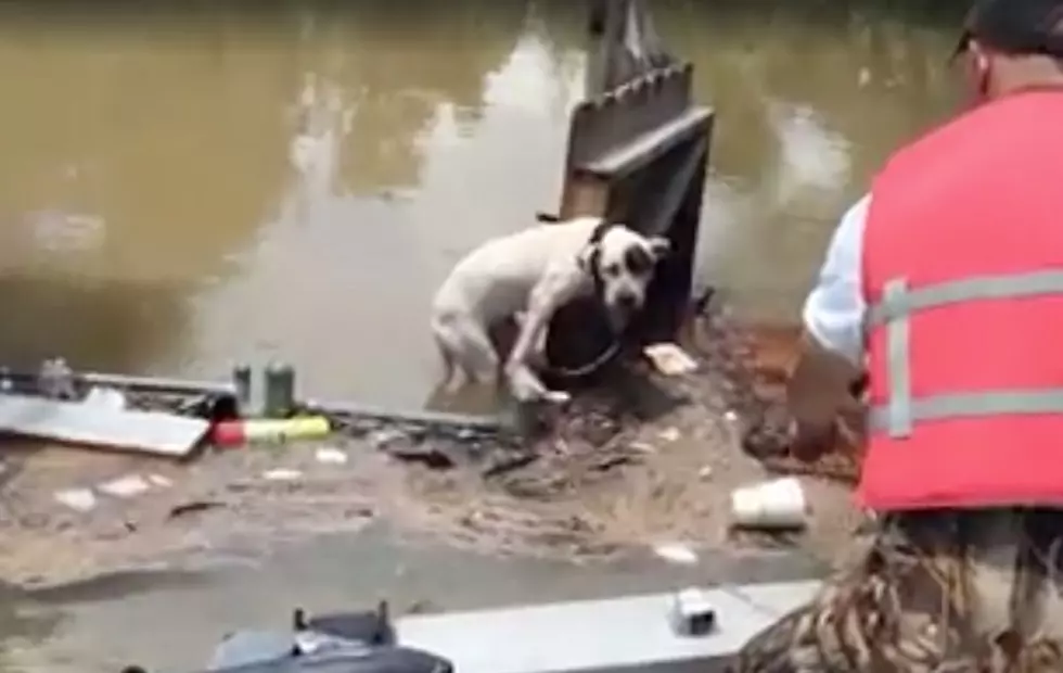 Stranded Dog Desperately Clinging To Fence Rescued From Louisiana Flood Waters [Video]