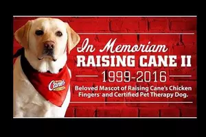 Iconic Raising Canes Mascot, Raising Cane II, Dies