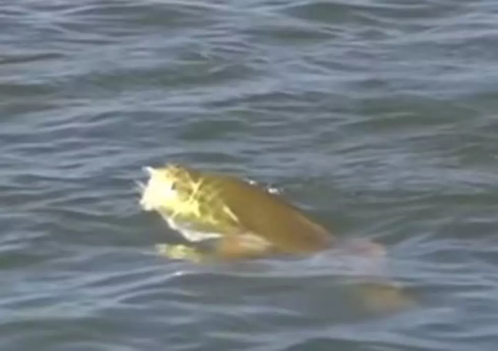 Bull Redfish Explode On Top Water Plugs Off Cocodrie [Video]