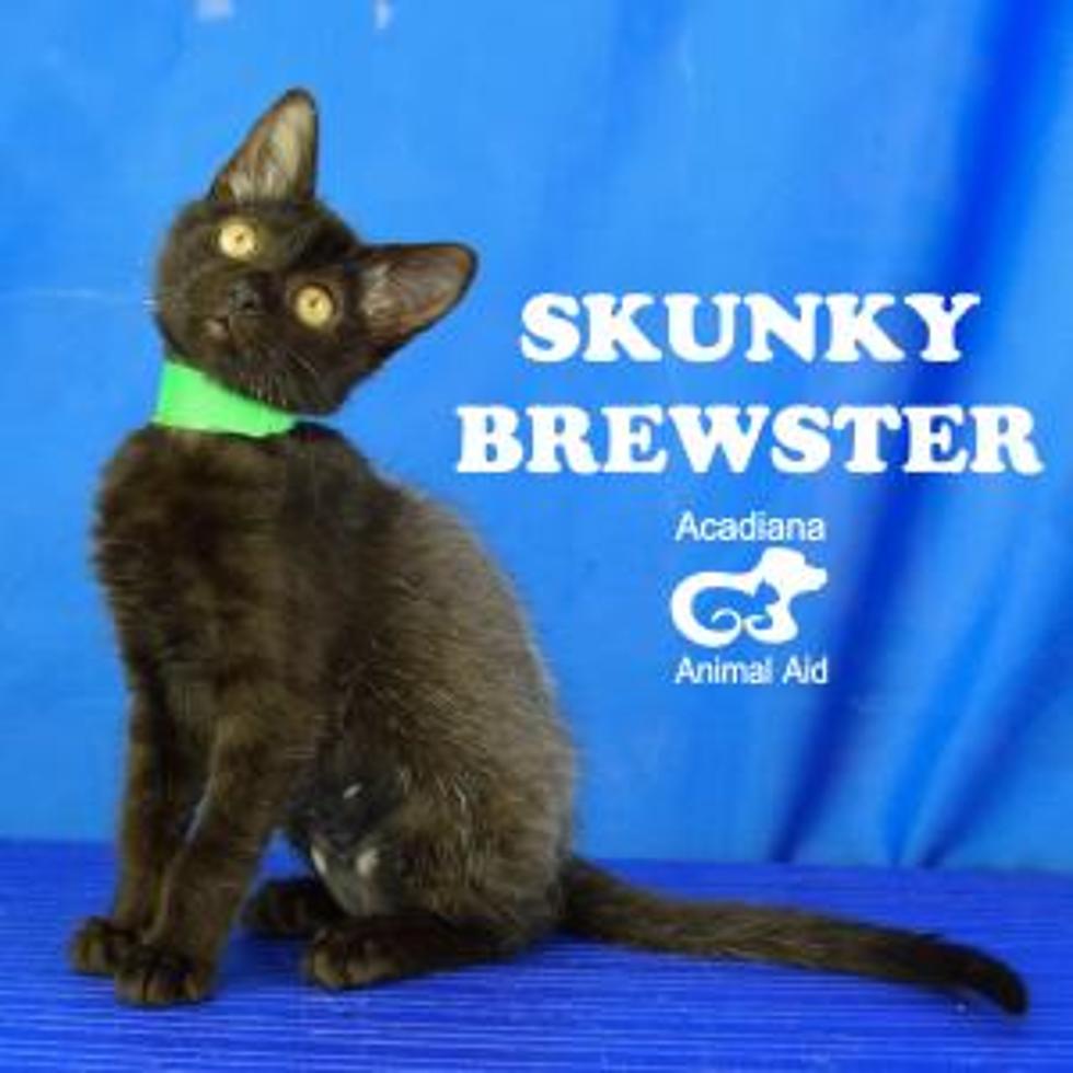 13 Black Cats You Should Adopt This Friday The 13th From Acadiana Animal Aid [Pics]