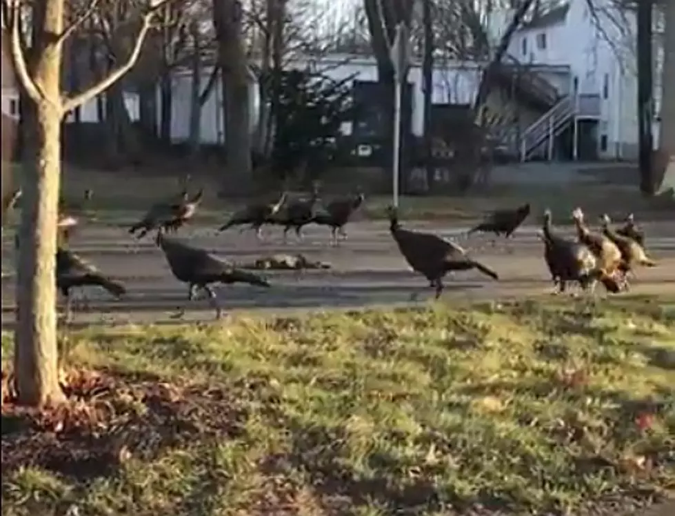 Turkeys Pay Respect And Parade Around Dead Cat Who Was Hit By A Car [Video]
