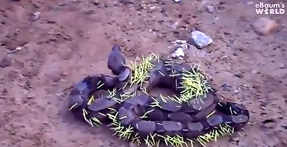A Snake Ate A Porcupine And By The Looks Of It, He Really Regrets It [Video]