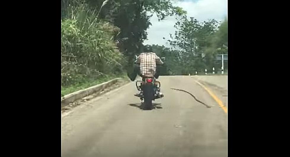 Large Snake Leaps To Attack Guy Traveling On Motorcycle [Video]