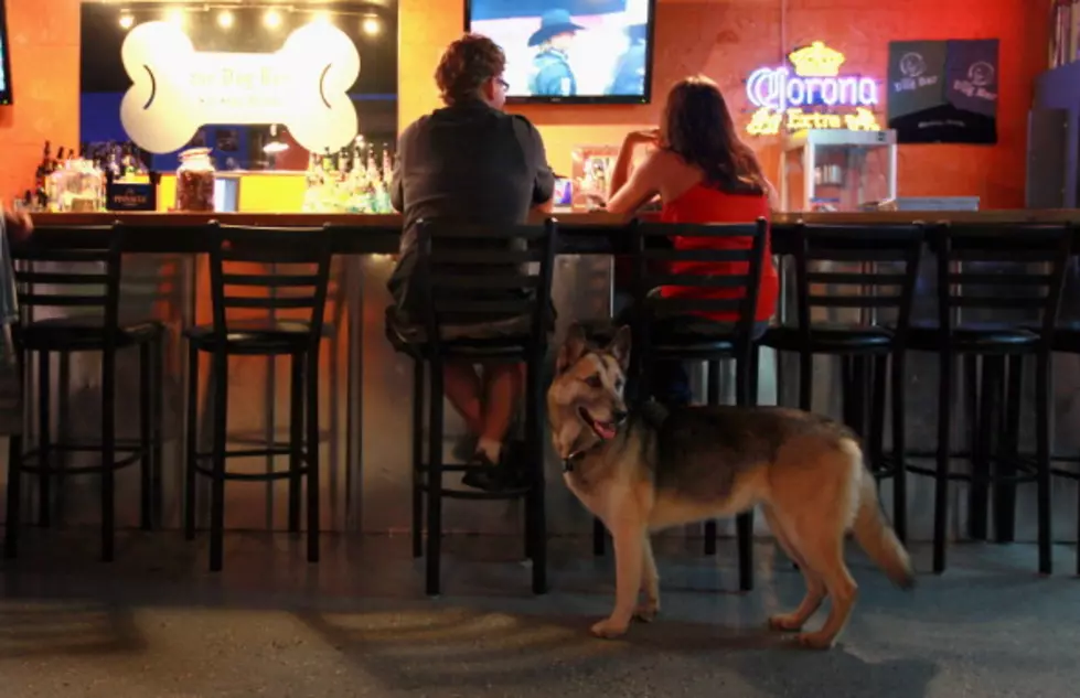 Dog Friendly Restaurants in Lafayette