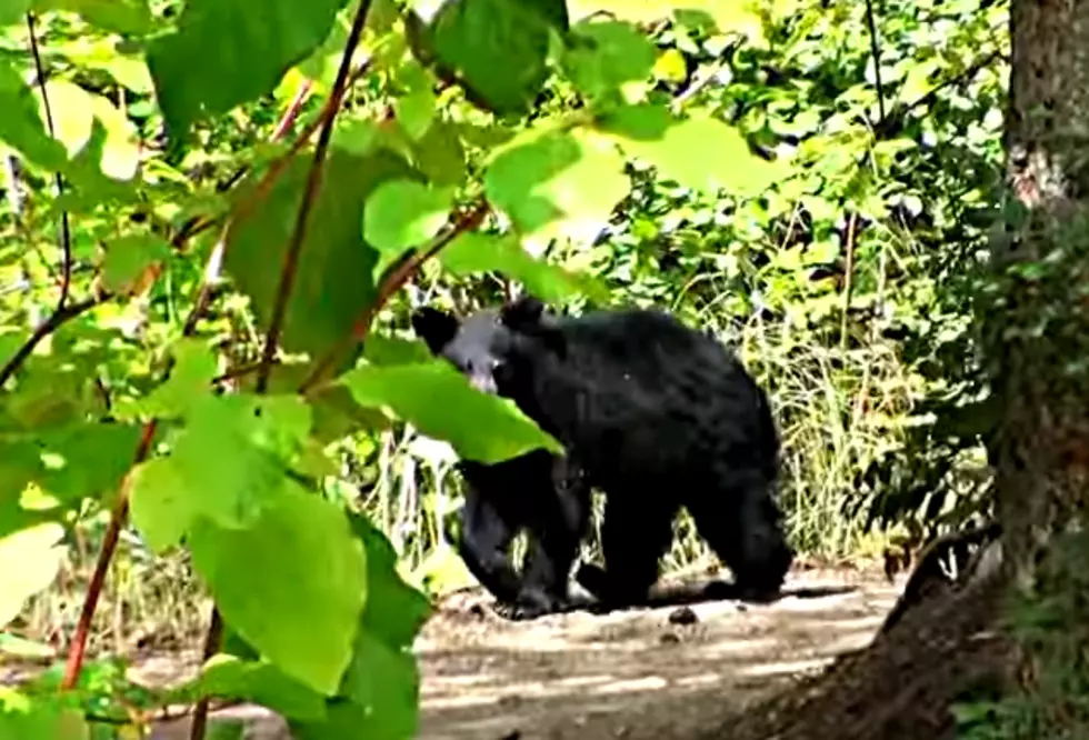 Louisiana Wildlife Officials Warn of Increased Bear Activity