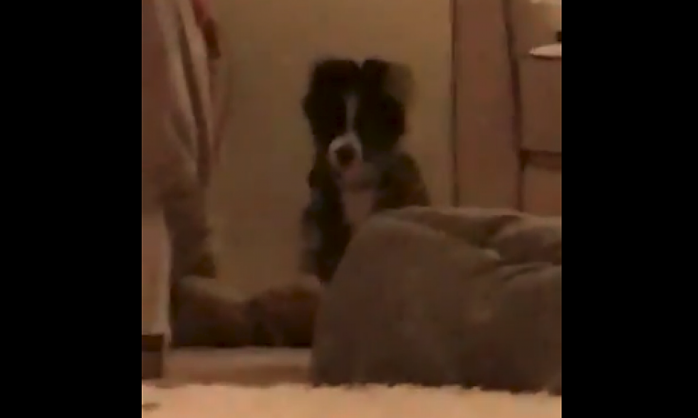 Puppy's Unusual Reaction To Potty Training Mistake
