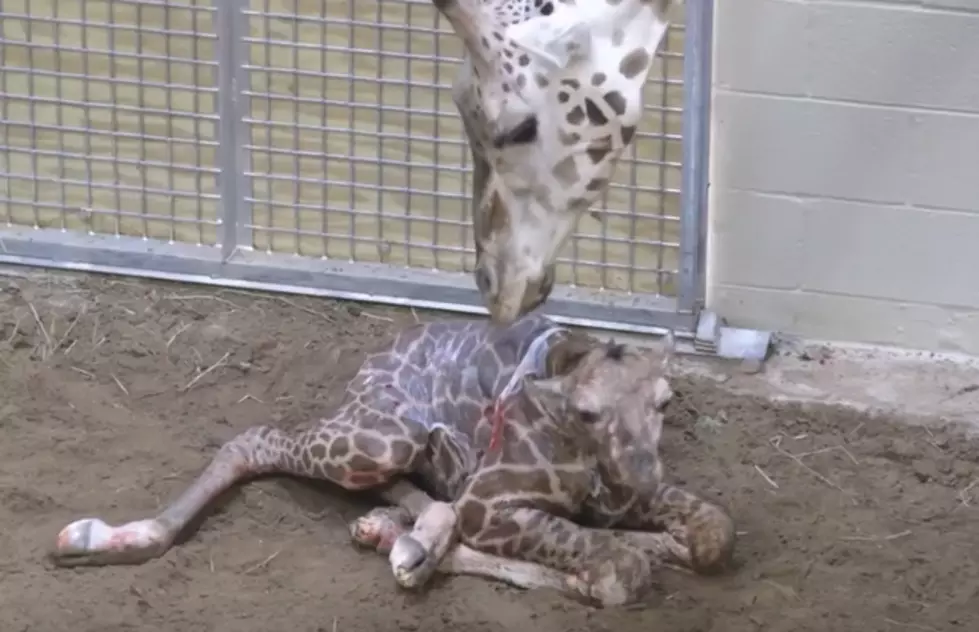 Audubon Nature Institute Welcomes Baby Giraffe [Video]