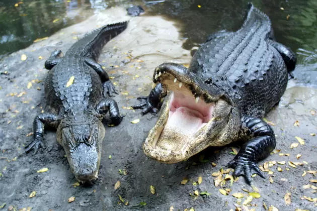 Are These Alligators Stuck in a Frozen Swamp? [VIDEO]