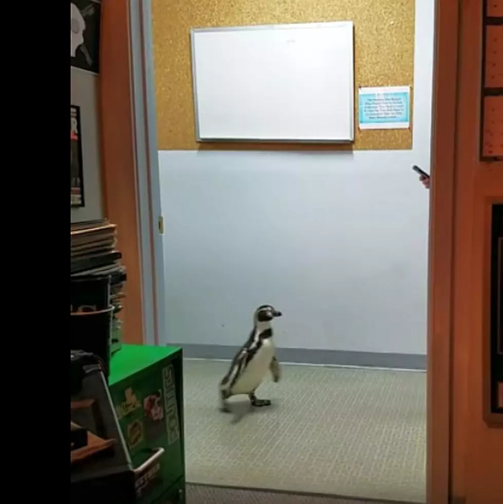 We Hired A Penguin Today [Video]