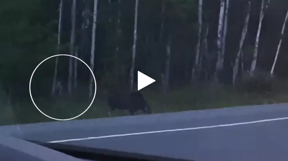 We Need To Talk About This Canadian Monster Stalking A Moose [Video]