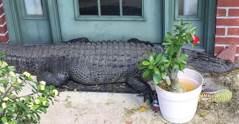 Huge Alligator Shows Up at Breaux Bridge Residence