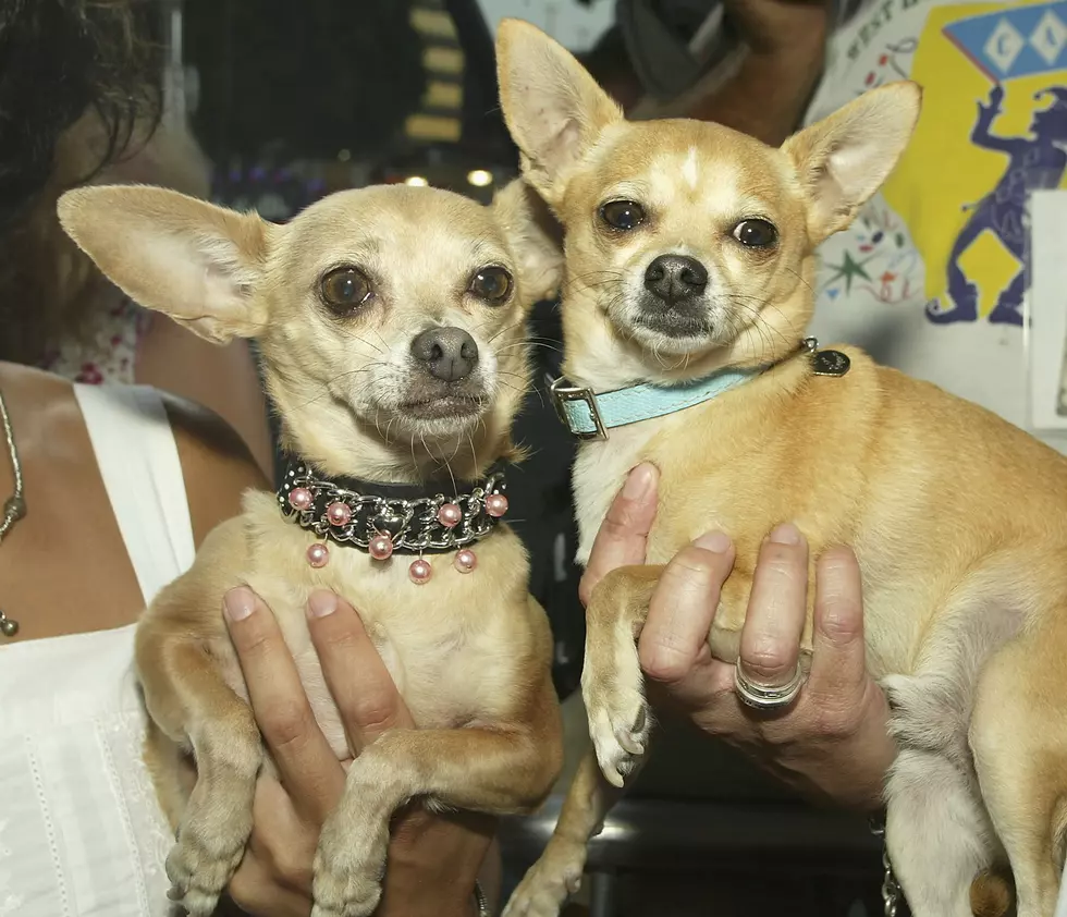 First Ever Pet Friendly Theater Opens [VIDEO]