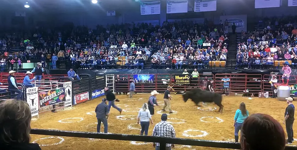 ‘Cowboy Pinball’ Game Shocks Crowd At Kentucky Rodeo [Graphic Video]