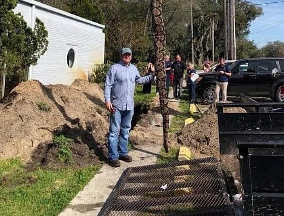 Massive Snake Caught In New Orleans [Photo]