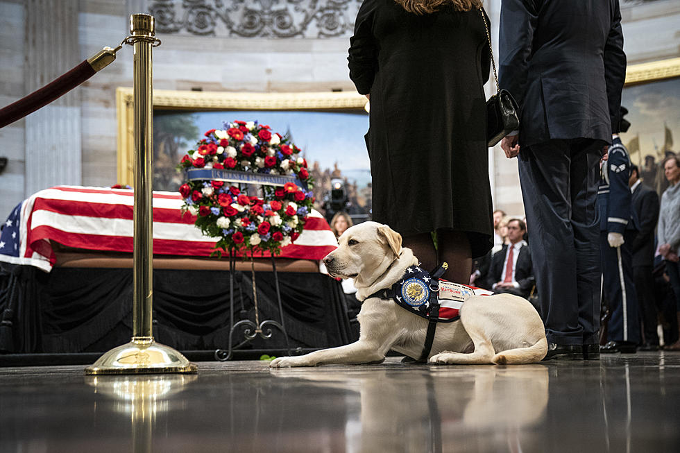 Big Honor for President Bush’s Service Dog ‘Sully’ [VIDEO]