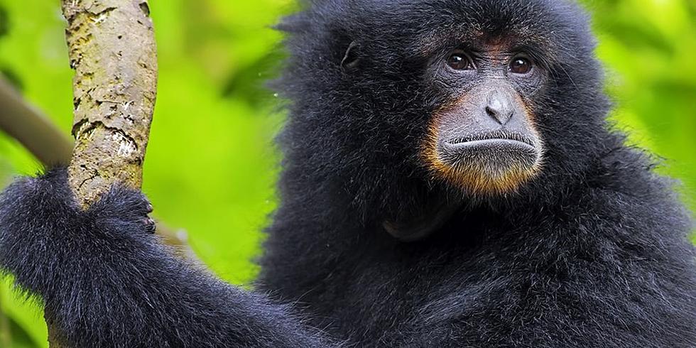 Ape Escapes Baton Rouge Zoo, Quickly Captured