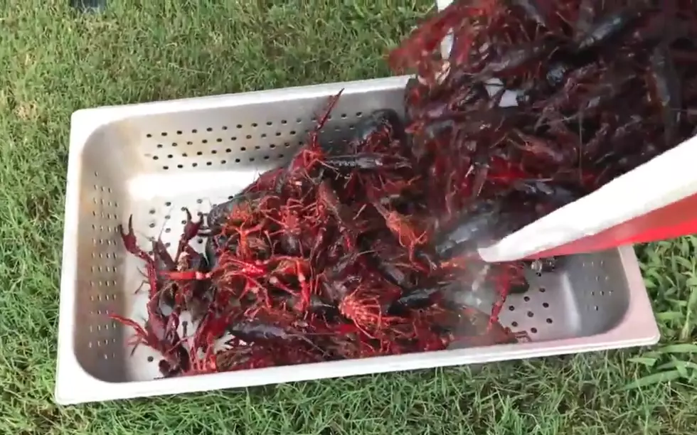 Another Crawfish Theft Arrest Reported In Jennings