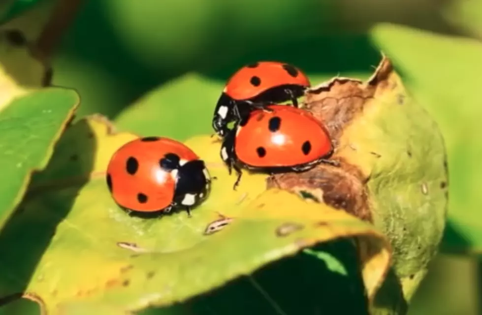 Lady Bug Swarm Shows Up On Weather Service Radar [Video]