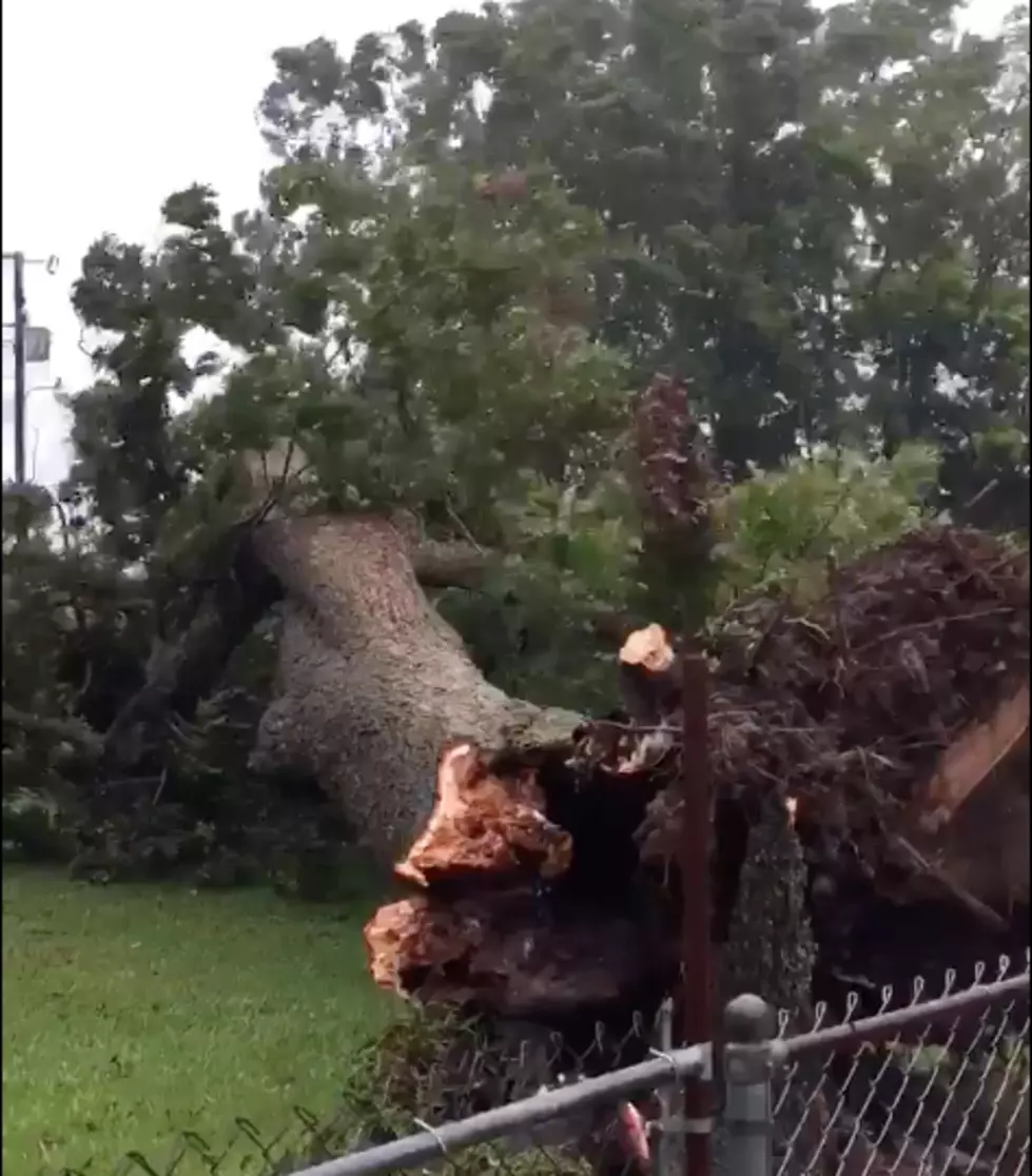 Video Catches Exact Moment Tree Uproots in New Iberia