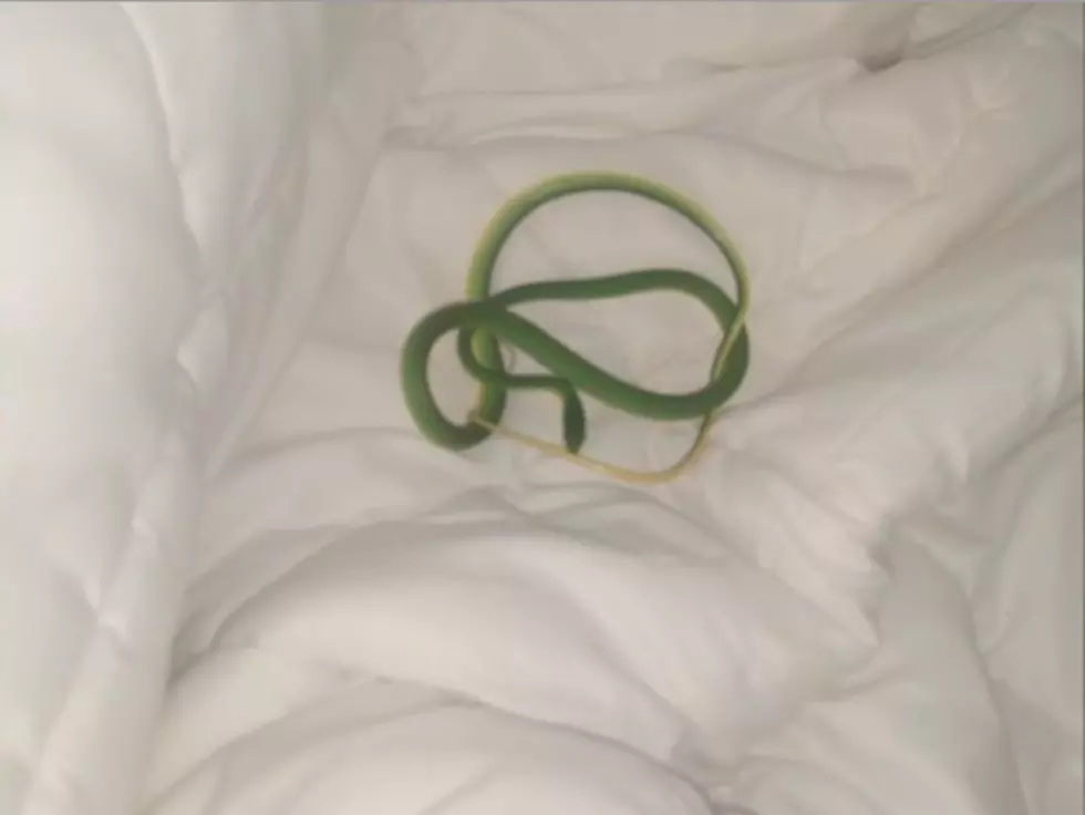 Tennessee Woman Awakes to Snake Crawling on Her in Hotel Room