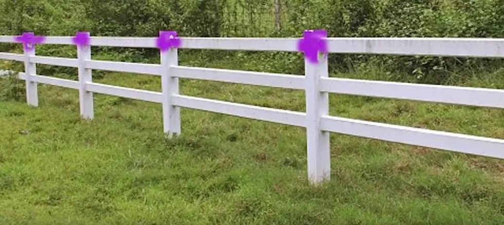 If You See Purple Paint In The Woods, You Need To Leave