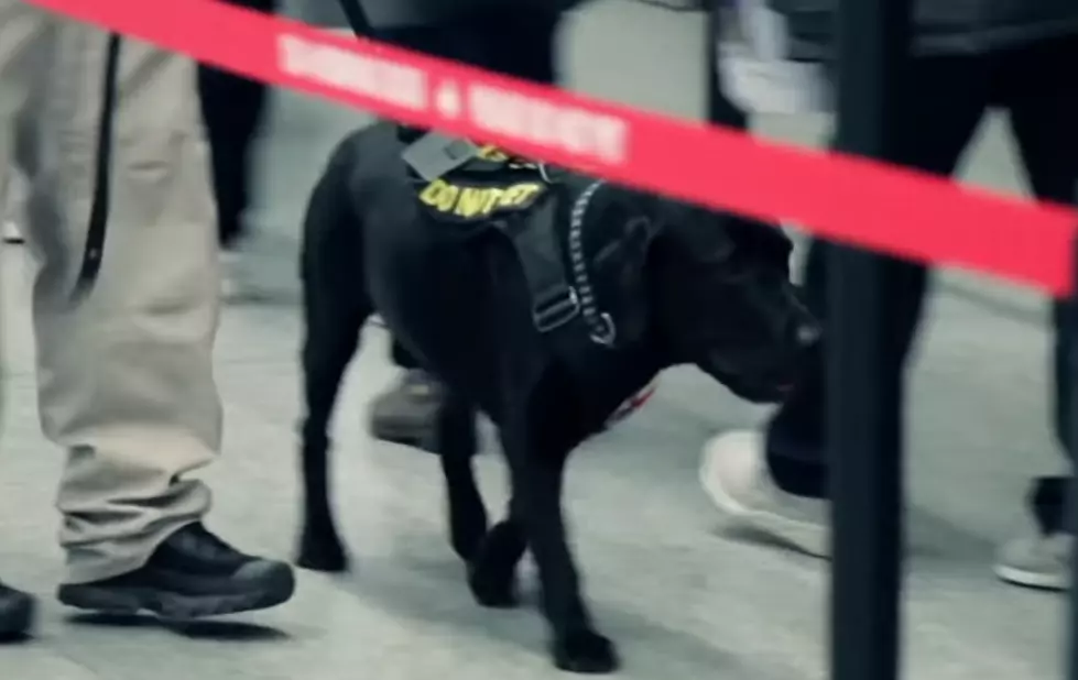 Man Arrested At NOLA Airport For Kicking TSA Bomb Sniffing Dog