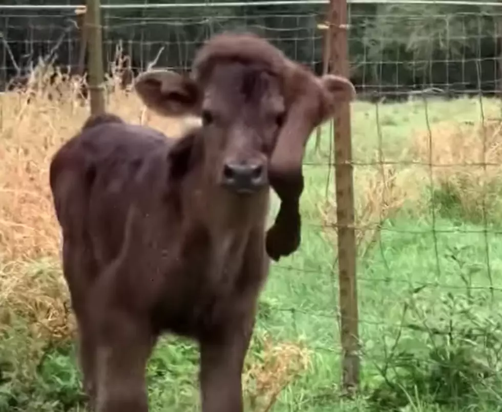 Five Legged Louisiana Cow Becomes Facebook Famous