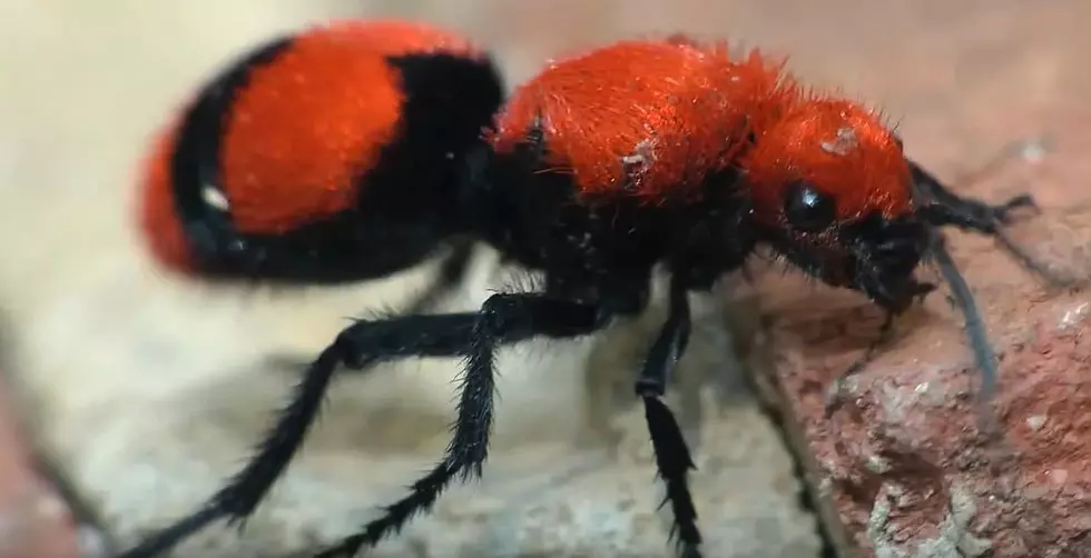 Be On The Lookout For The ‘Cow Killer Wasp’ [Video]