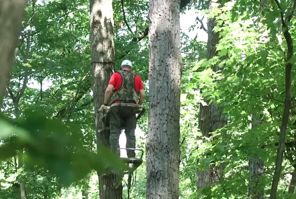 Hunters Reminded to Inspect Tree Stands Before Using
