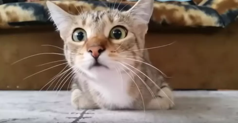This Cat's Reaction Watching A Horror Movie Is All Of Us [Video]
