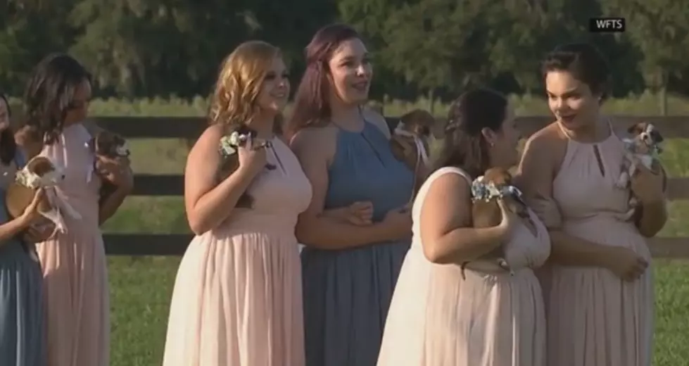 Bridesmaids Carry Puppies Instead of Flowers to Encourage Animal Adoption