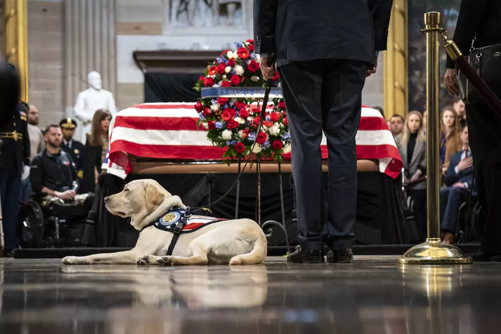George HW Bush’s Service Dog Sully Gets His Own Statue
