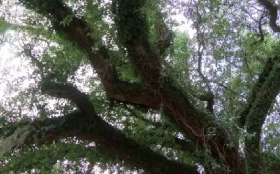Iconic Evangeline Oak Threatened