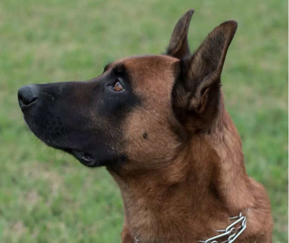 St. Mary Sheriff Adds New K-9 Officer and Handler to Force