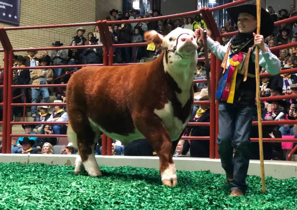 Grand Champion Steer Named ‘Cupid Shuffle’ Sells for Record-Breaking $300K in Fort Worth