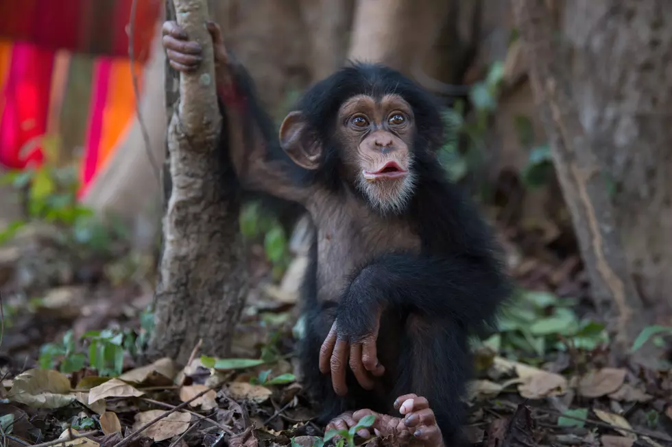 Chimpanzee Discovery Day is March 14 [VIDEO]