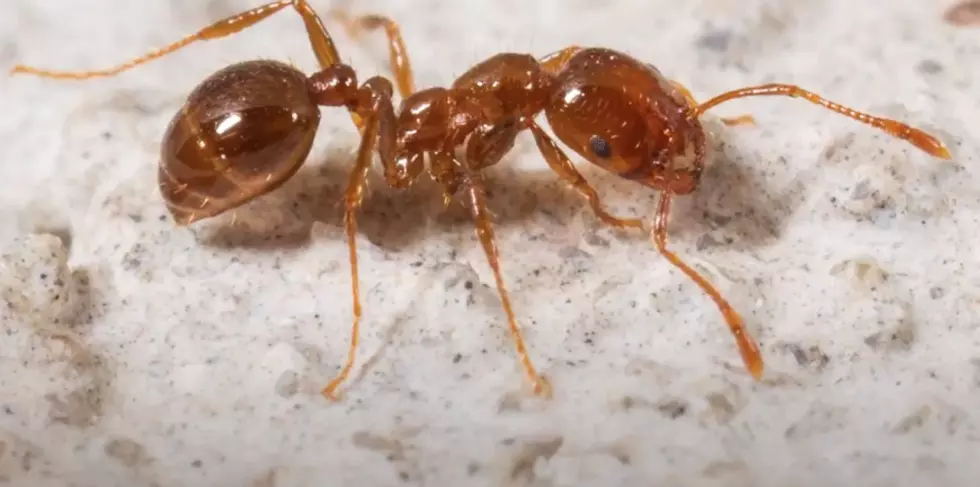 Bigger Meaner Nastier Fire Ants? Yup, Louisiana&#8217;s Got Them