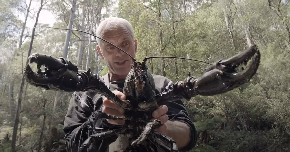 Watch This Guy Catch a Monster Crawfish Bigger Than a Lap Dog [Vi