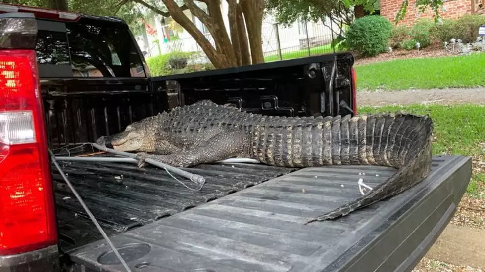 11-Foot-Alligator Caught in New Orleans Neighborhood Near City Park