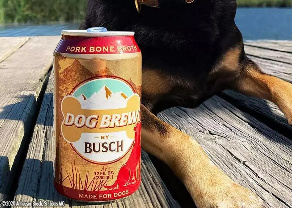 Busch Beer Now Has Beer for Dogs 'Busch Dog Brew'