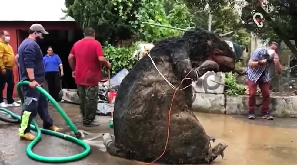 'Giant Rat' Found in Sewer Thankfully Just a Halloween Prop