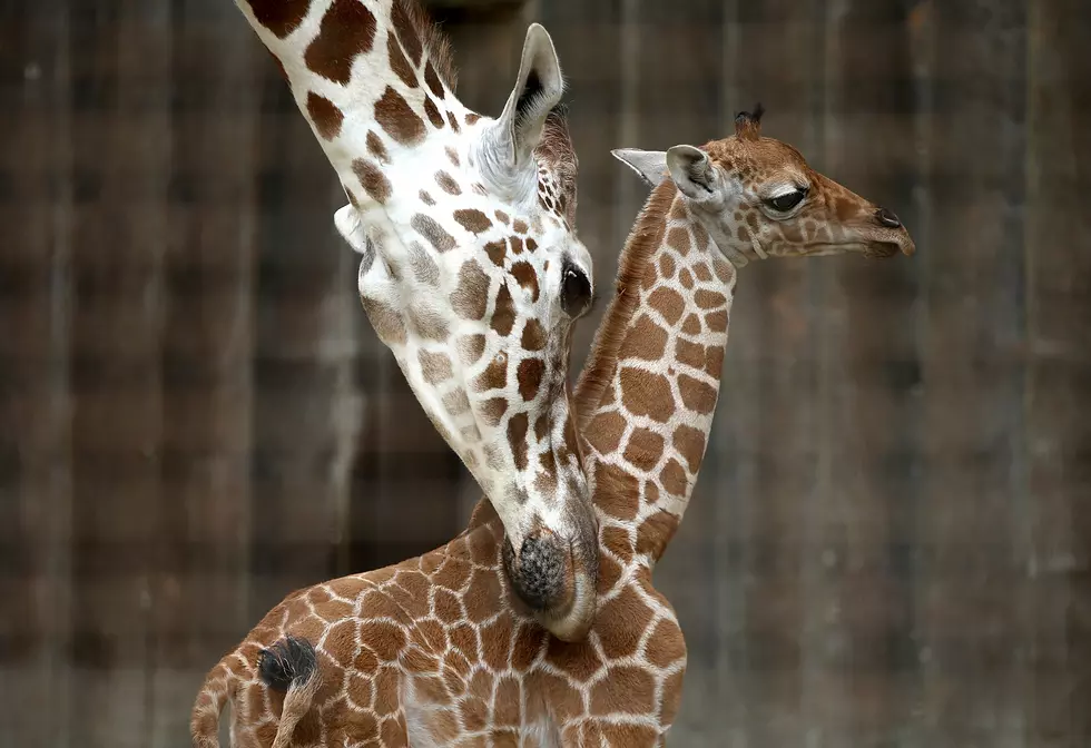 Zoosiana Welcomes Baby Giraffe and Names Her Millie