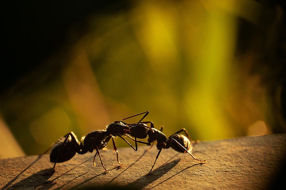 Get Rid of Ants by Using Two Baking Ingredients You Already Have