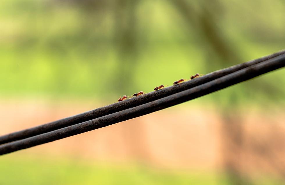 Louisiana’s Scorching Temperatures Sending Ants Into Houses Across the State