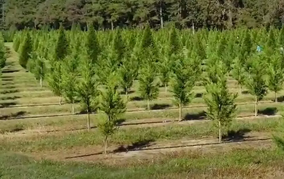 Business is Booming for Louisiana Christmas Tree Farmers