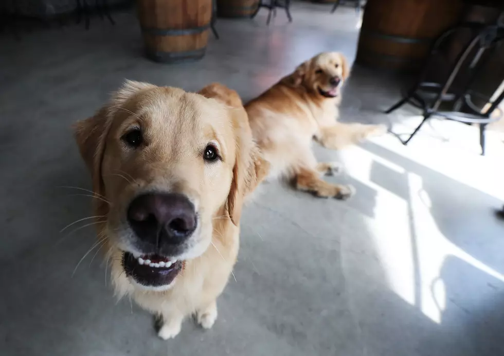 You and Your Dog Can Now Enjoy a ‘Bud and Bark’ 7 Pack