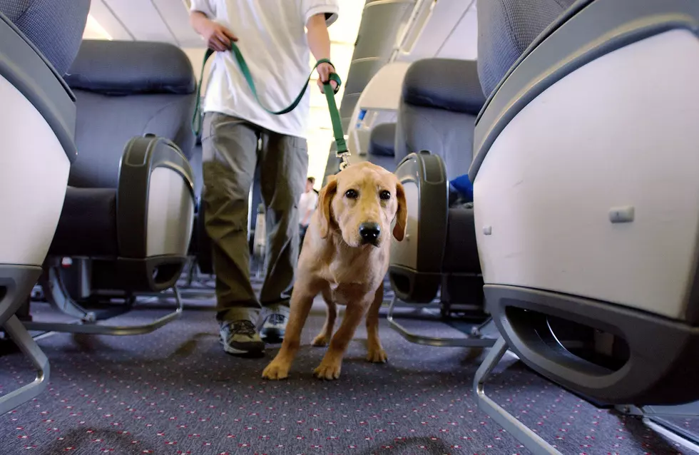 Another Airline Bans ‘Emotional Support’ Animals