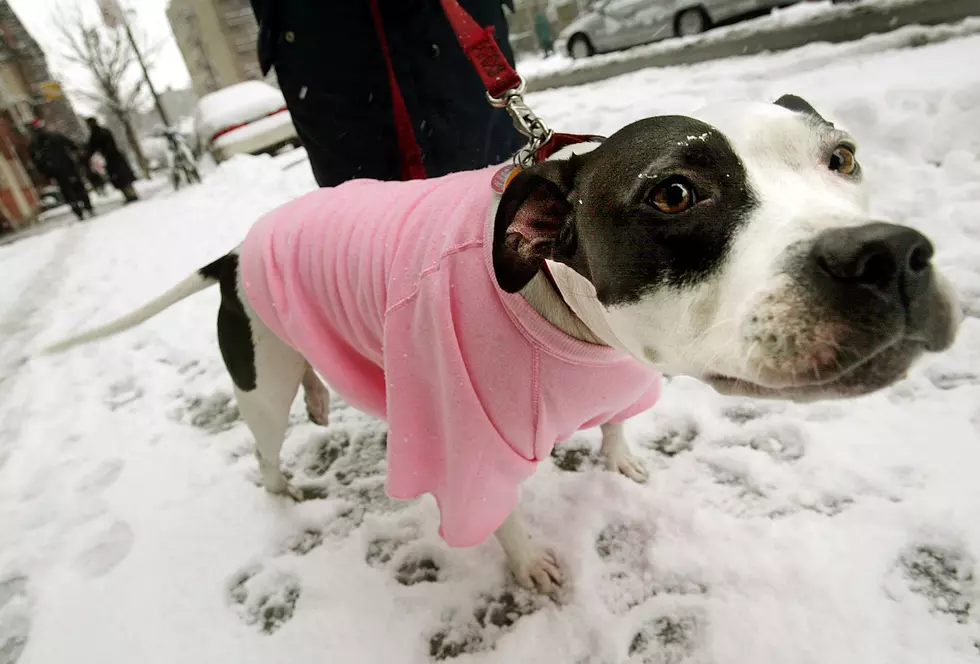 Cold Weather Pet Tips From the Humane Society
